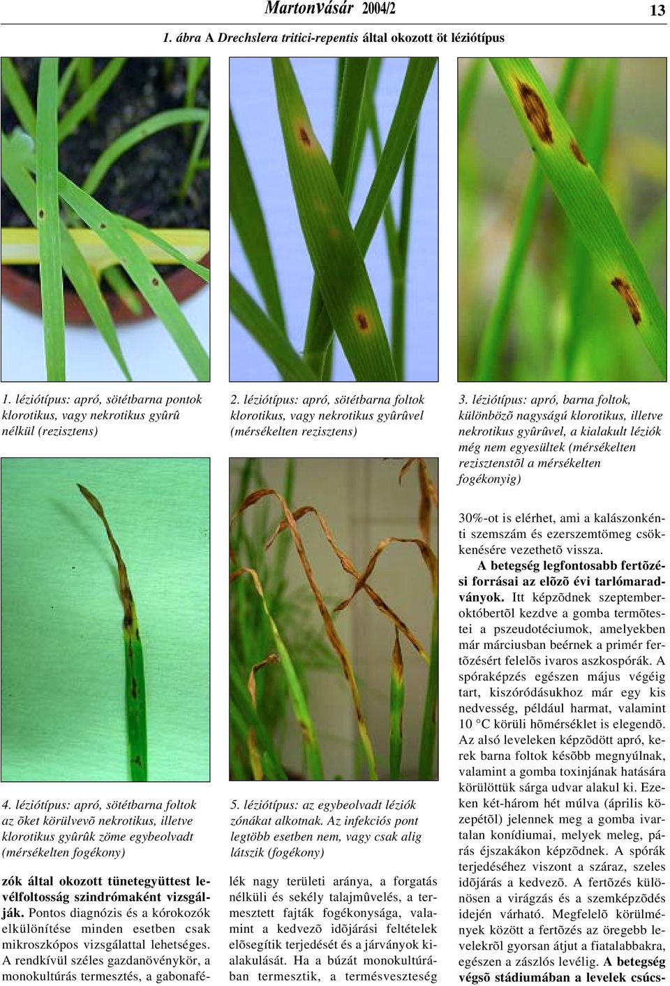 léziótípus: apró, barna foltok, különbözõ nagyságú klorotikus, illetve nekrotikus gyûrûvel, a kialakult léziók még nem egyesültek (mérsékelten rezisztenstõl a mérsékelten fogékonyig) 4.