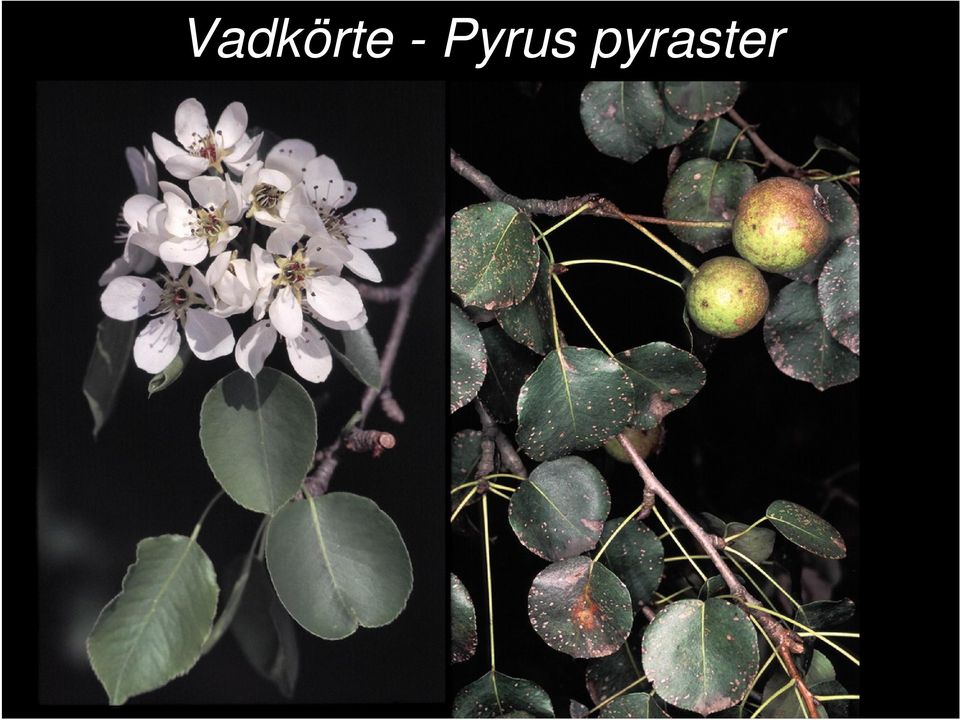 pyraster