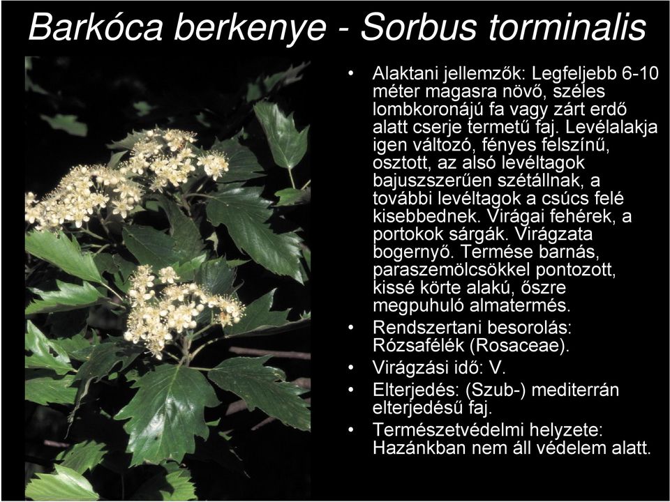 Virágai fehérek, a portokok sárgák. Virágzata bogernyő. Termése barnás, paraszemölcsökkel pontozott, kissé körte alakú, őszre megpuhuló almatermés.
