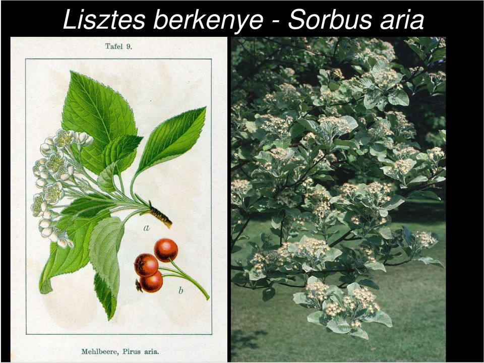 - Sorbus