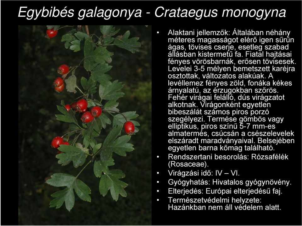 Fehér virágai felálló, dús virágzatot alkotnak. Virágonként egyetlen bibeszálát számos piros porzó szegélyezi.