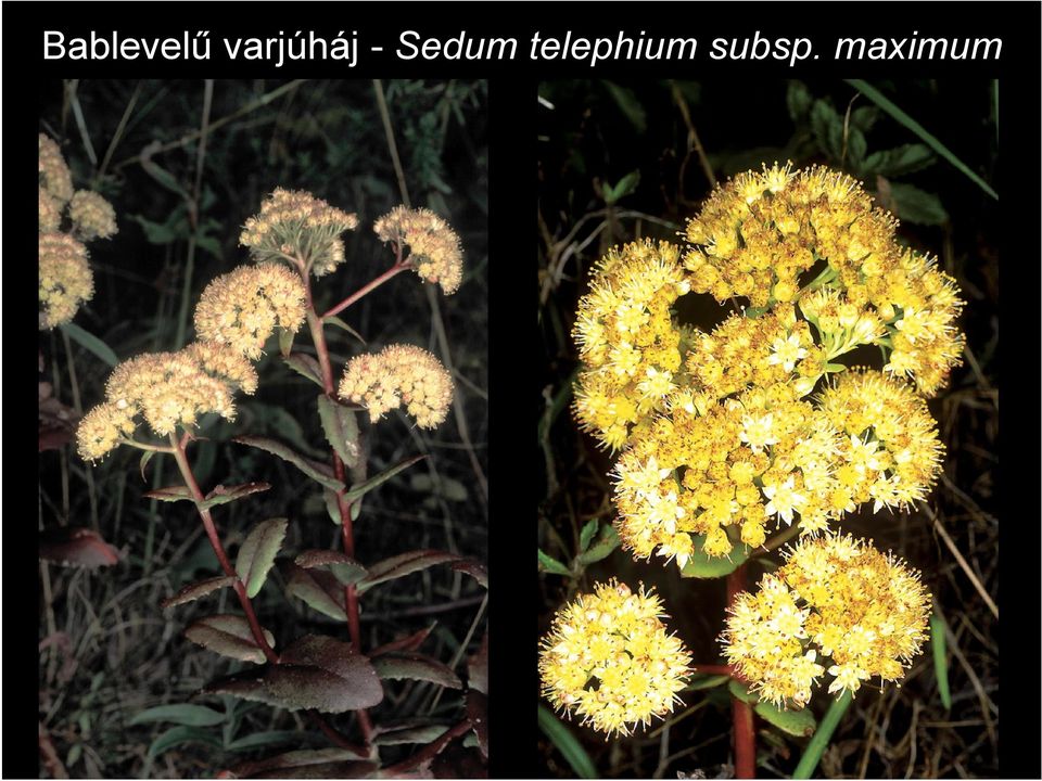 Sedum