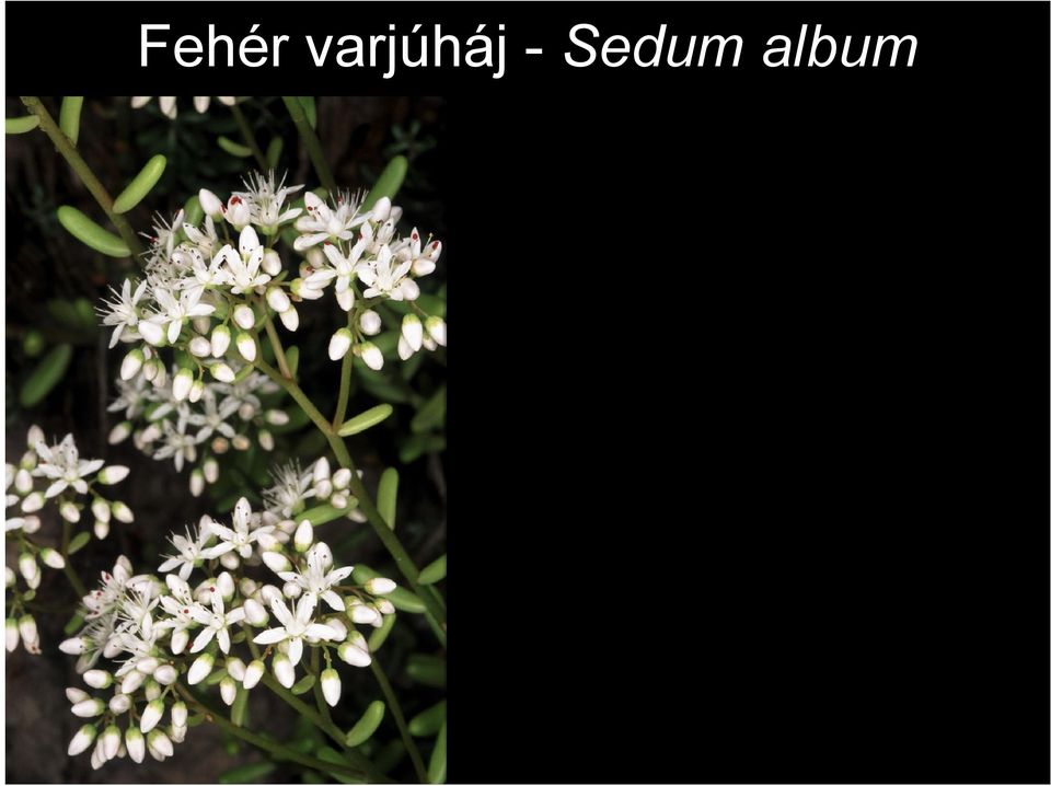 - Sedum