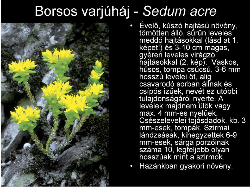 Vaskos, húsos, tompa csúcsú, 3-6 mm hosszú levelei öt, alig csavarodó sorban állnak és csípős ízűek, nevét ez utóbbi tulajdonságáról nyerte.