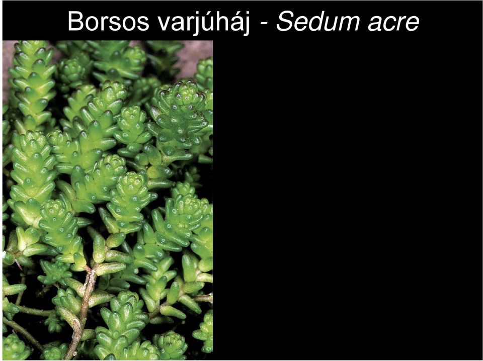 - Sedum