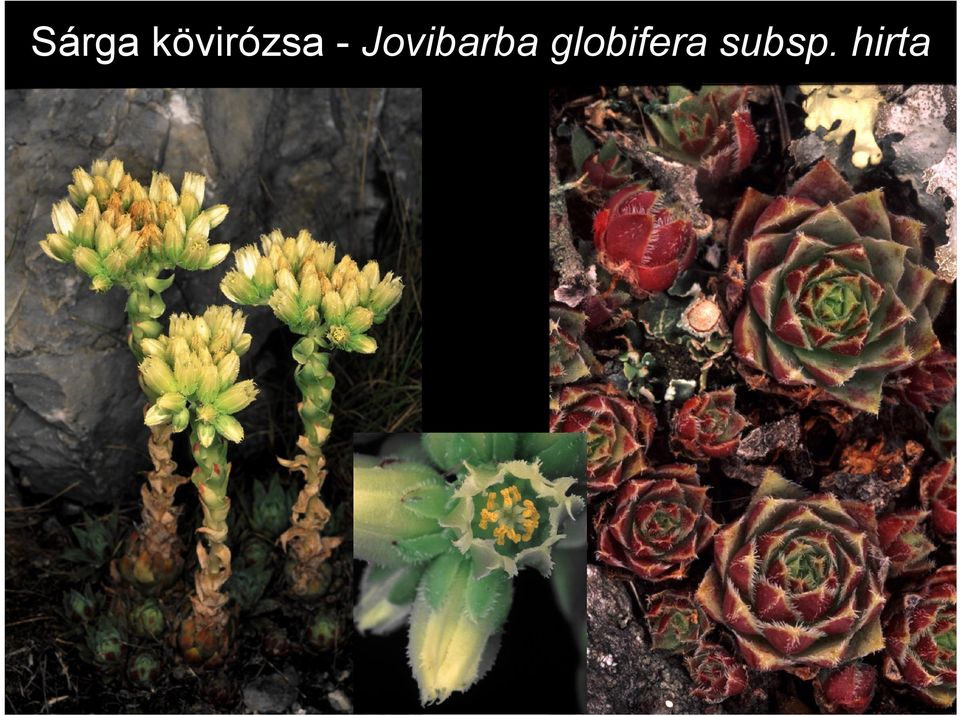 Jovibarba