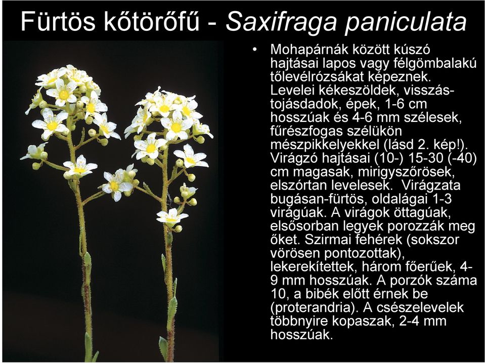 Virágzó hajtásai (10-) 15-30 (-40) cm magasak, mirigyszőrösek, elszórtan levelesek. Virágzata bugásan-fürtös, oldalágai 1-3 virágúak.