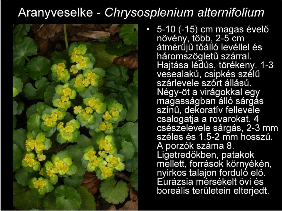 Négy-öt a virágokkal egy magasságban álló sárgás színű, dekoratív fellevele csalogatja a rovarokat.