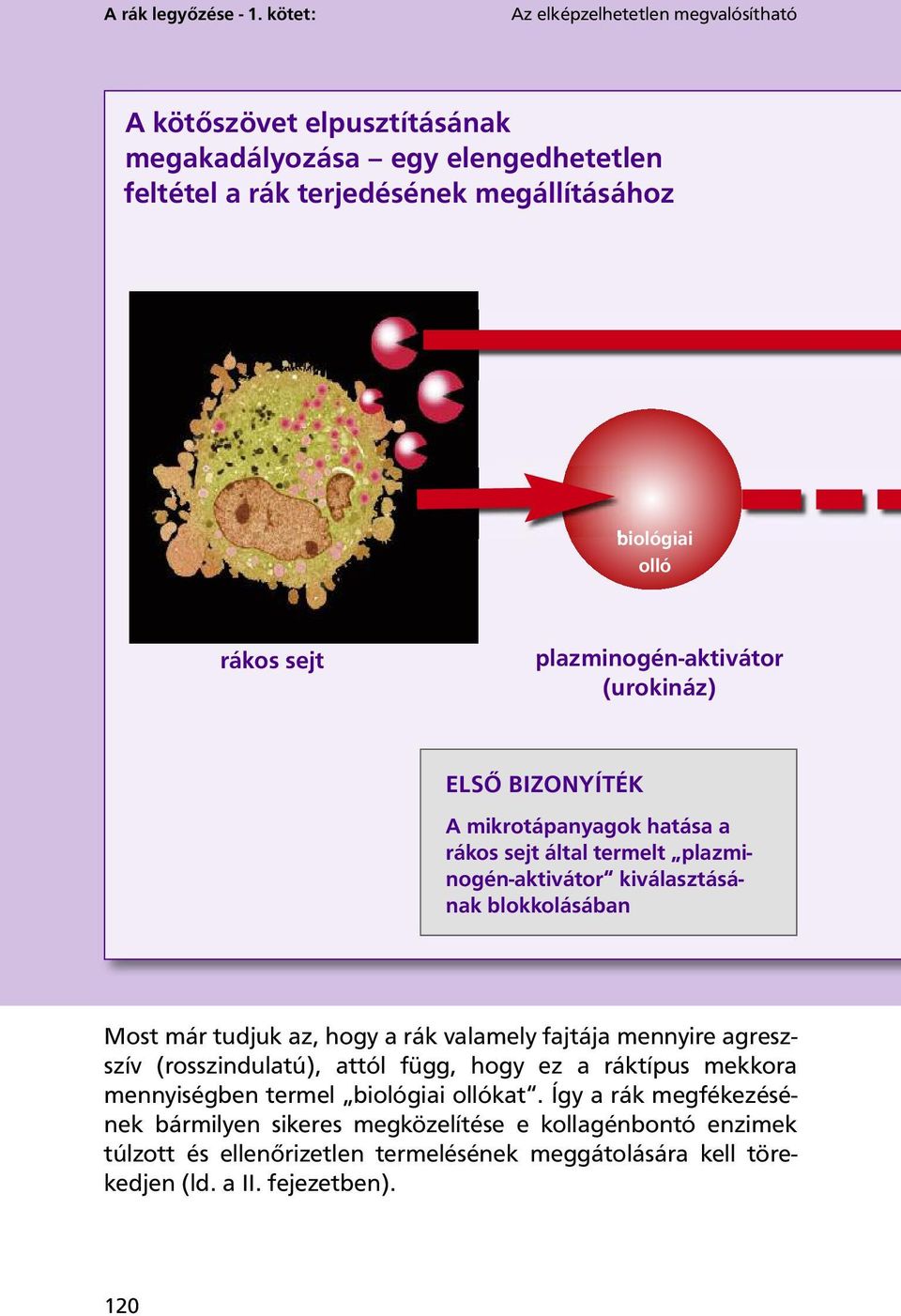 sejt plazminogén-aktivátor (urokináz) ELSŐ BIZONYÍTÉK A mikrotápanyagok hatása a rákos sejt által termelt plazminogén-aktivátor kiválasztásának blokkolásában Most már