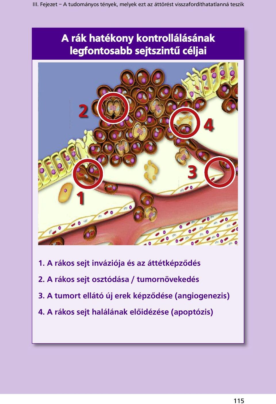 A rákos sejt inváziója és az áttétképződés 2. A rákos sejt osztódása / tumornövekedés 3.