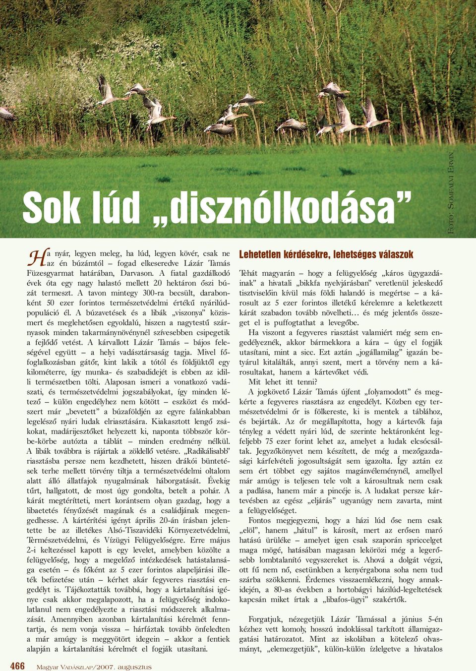 A búzavetések és a libák viszonya közismert és meglehetõsen egyoldalú, hiszen a nagytestû szárnyasok minden takarmánynövénynél szívesebben csipegetik a fejlõdõ vetést.