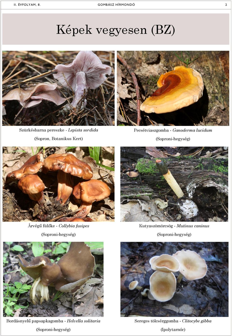 Pecsétviaszgomba - Ganoderma lucidum (Sopron, Botanikus Kert) (Soproni-hegység) Árvégű fülőke -