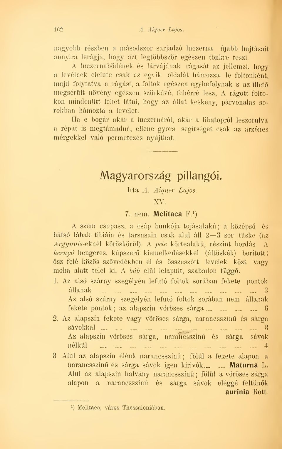 növény egészen szürkévé, fehérré lesz, A rágott foltokon mindenütt lehet látni, hogy az állat keskeny, párvonalas sorokban hámozta a levelet.