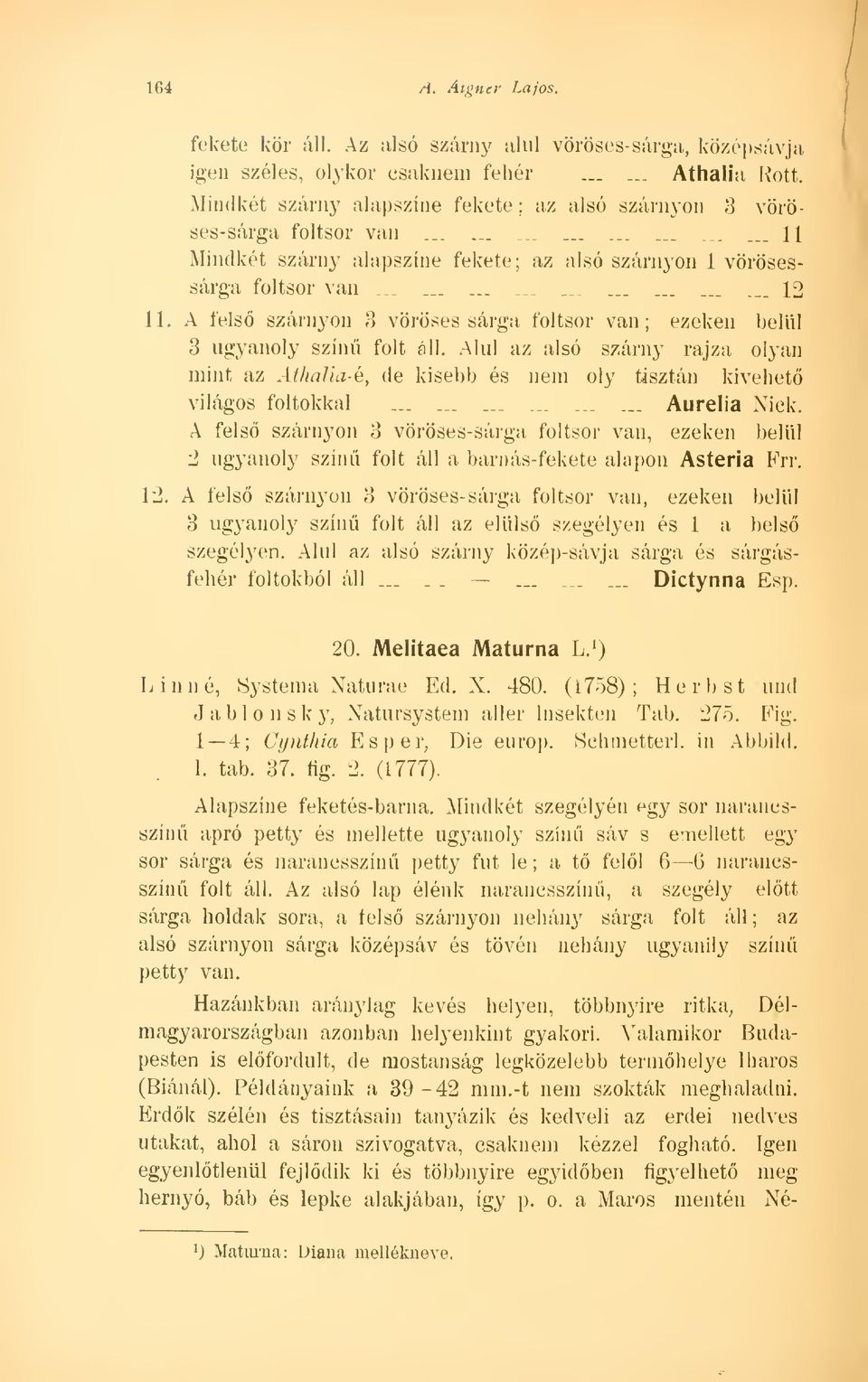 A fels szárnyon 3 vörösessárga foltsor van; ezeken belül 3 ugyanoly szín folt áll. Alul az alsó szárny rajza olyan mint az Athalia-é, de kisebb és nem oly tisztán kivehet világos foltokkal.