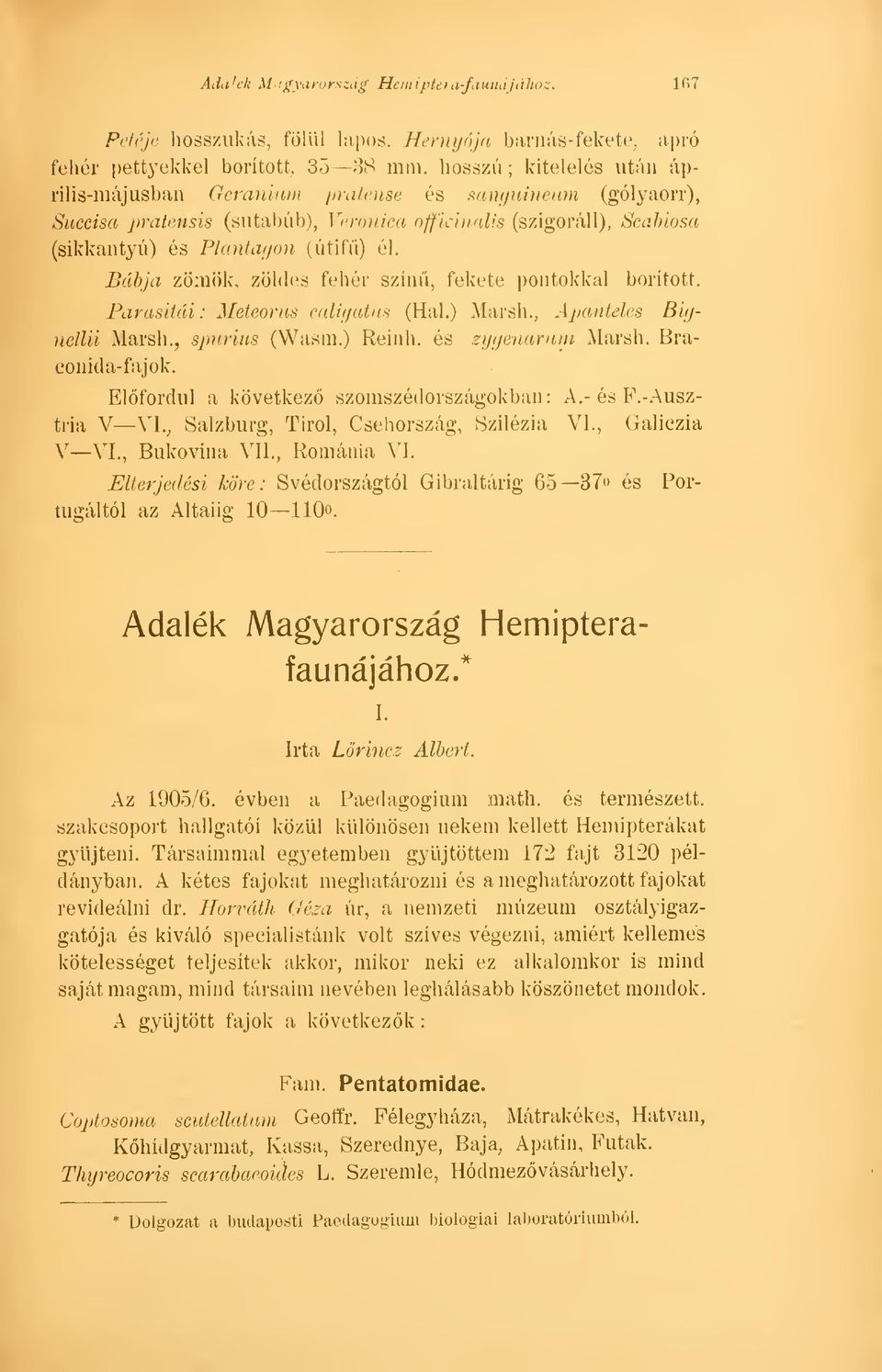 Bábja zömök, zöldes fehér szín, fekete pontokkal borított. Parasitdi: Meteorus cailigaéus (Hal.) Marsh.. Apanteles Bigíiellii Marsh., spurin* (Wasm.) Reinh. és zygenarum Marsh. Braconida-fajok.
