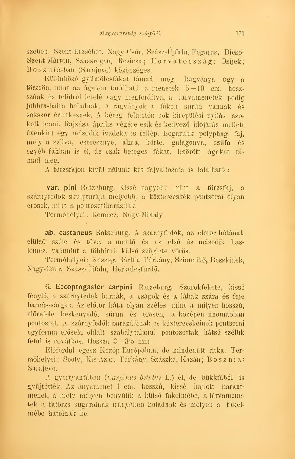 A rágványok a fákon srn vannak és sokszor érintkeznek. A kéreg felületén sok kirepülési nyilas szokott lenni.