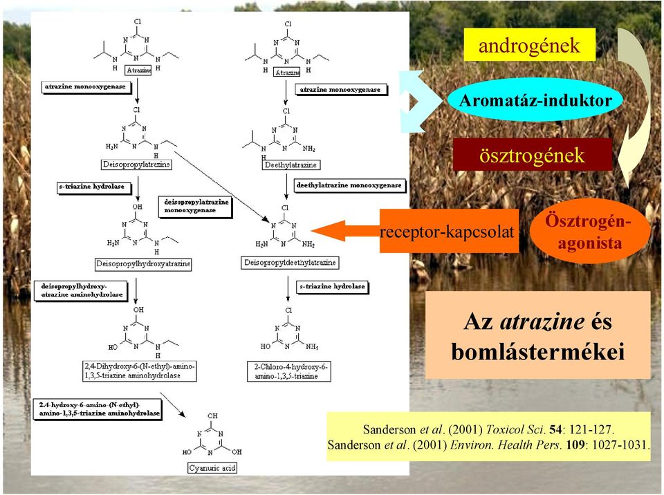 bomlástermékei Sanderson et al. (2001) Toxicol Sci.