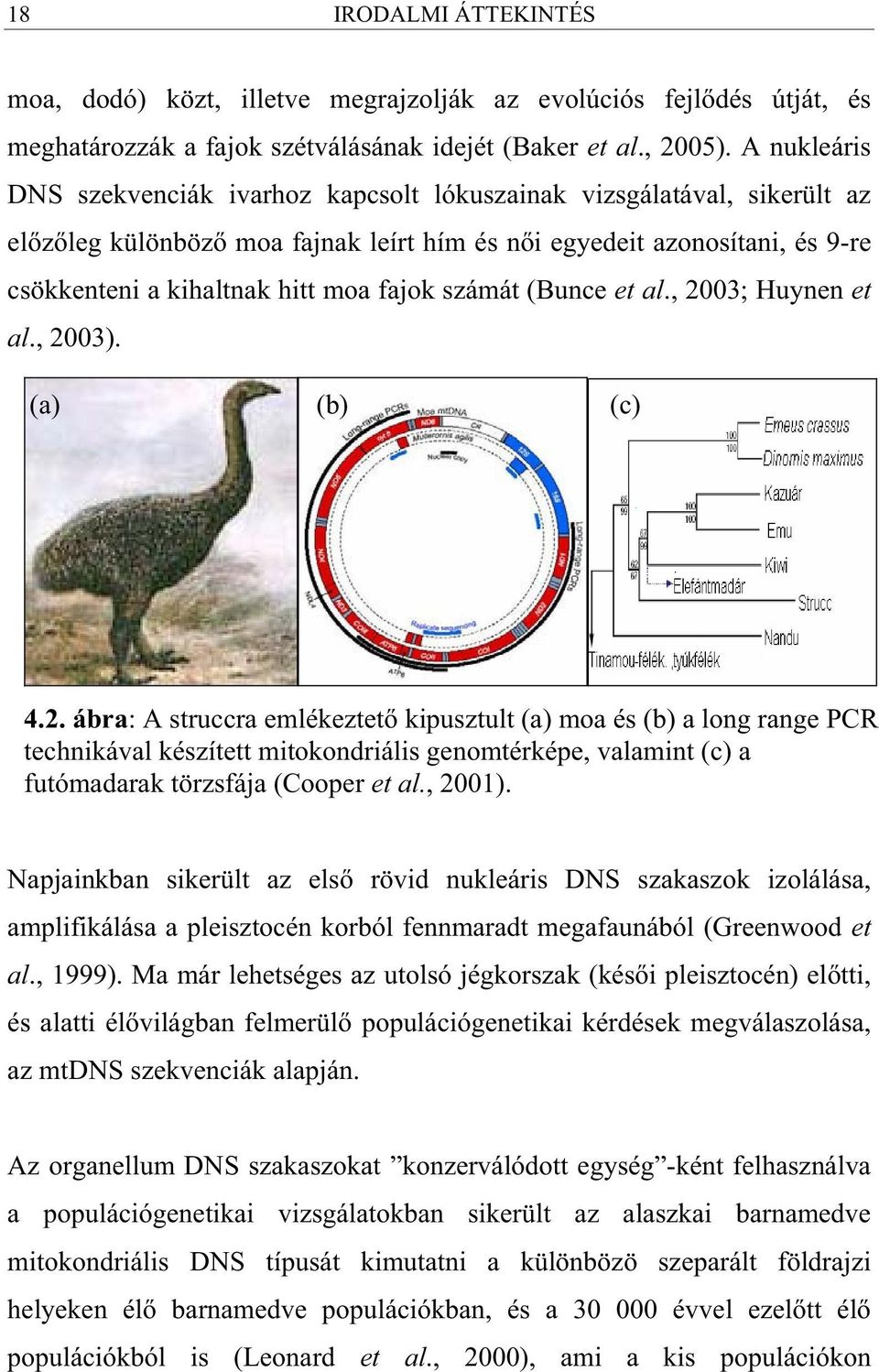 számát (Bunce et al., 2003; Huynen et al., 2003). (a) (b) (c) 4.2. ábra: A struccra emlékeztet kipusztult (a) moa és (b) a long range PCR technikával készített mitokondriális genomtérképe, valamint (c) a futómadarak törzsfája (Cooper et al.