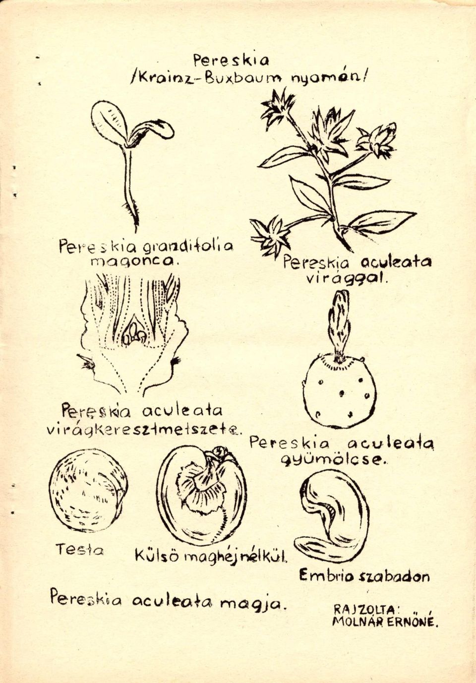 aculeala magja.