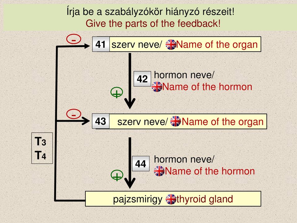 - 41 szerv neve/ Name of the organ + 42 hormon neve/ Name of