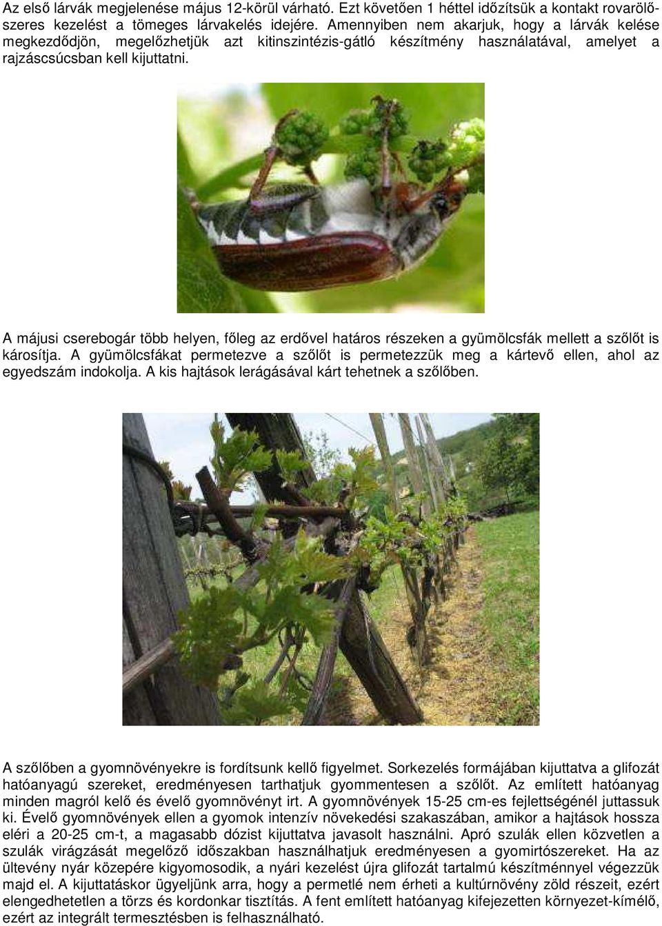A májusi cserebogár több helyen, főleg az erdővel határos részeken a gyümölcsfák mellett a szőlőt is károsítja.