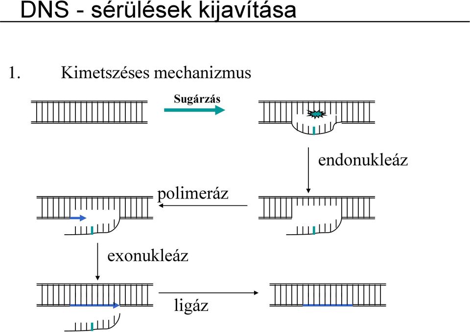 Kimetszéses mechanizmus