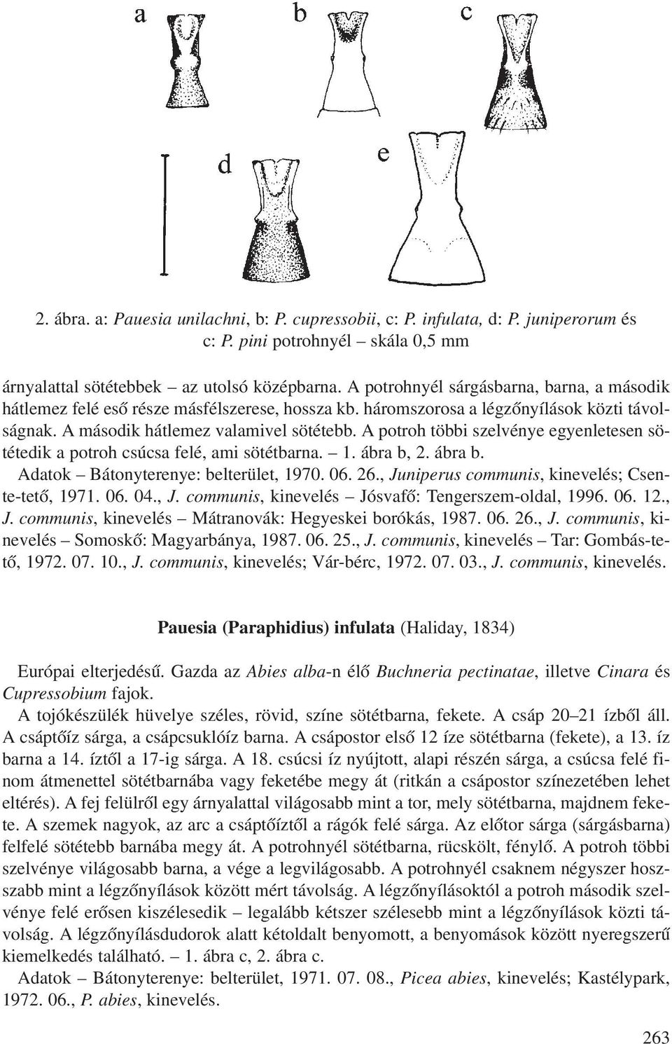 A potroh többi szelvénye egyenletesen sötétedik a potroh csúcsa felé, ami sötétbarna. 1. ábra b, 2. ábra b. Adatok Bátonyterenye: belterület, 1970. 06. 26.