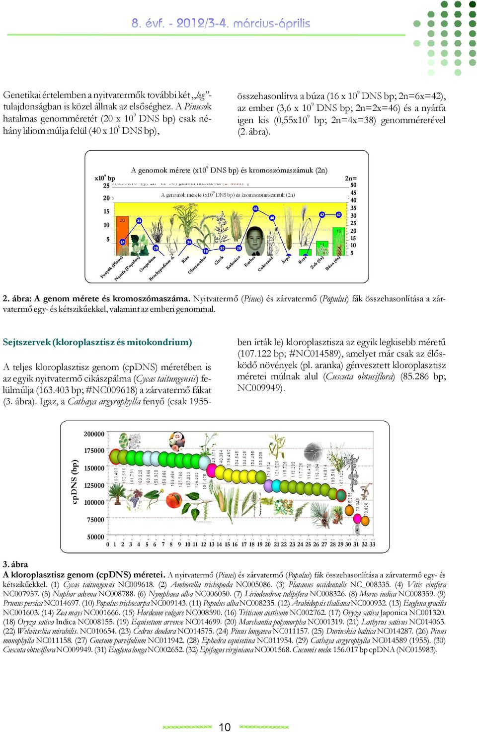 igen kis (0,x10 bp; 2n=4x=38) genomméretével (2. ábra). x10 bp 2 20 1 10 A genomok mérete (x10 DNS bp) és kromoszómaszámuk (2n) 2n= 0 4 40 3 30 2 20 1 10 2. ábra: A genom mérete és kromoszómaszáma.
