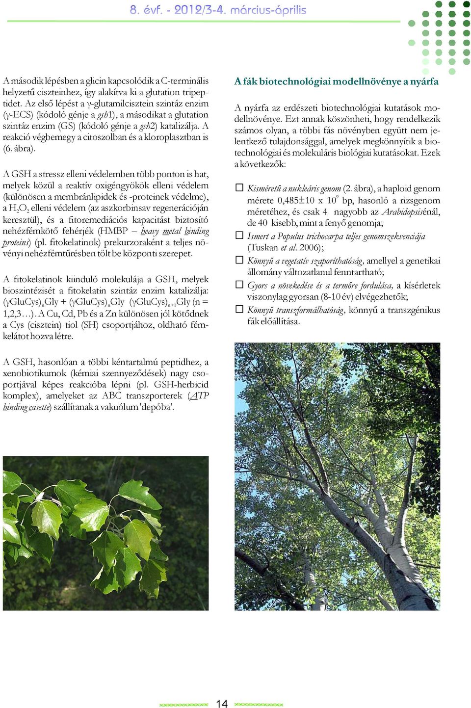 A reakció végbemegy a citoszolban és a kloroplasztban is (6. ábra).