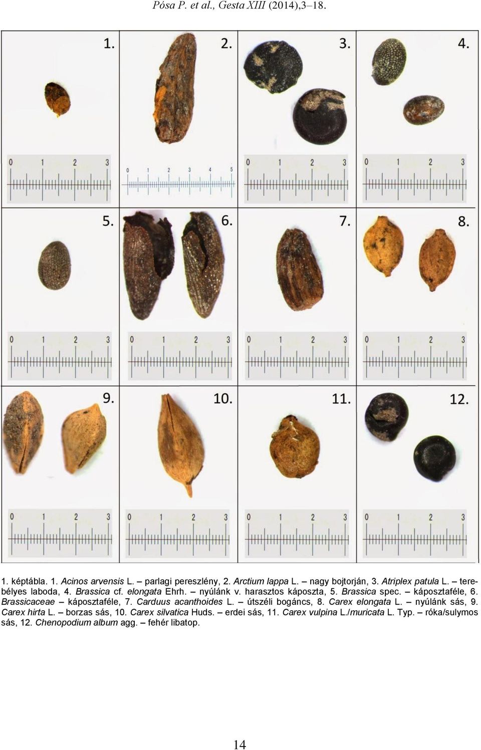 Brassicaceae káposztaféle, 7. Carduus acanthoides L. útszéli bogáncs, 8. Carex elongata L. nyúlánk sás, 9. Carex hirta L.