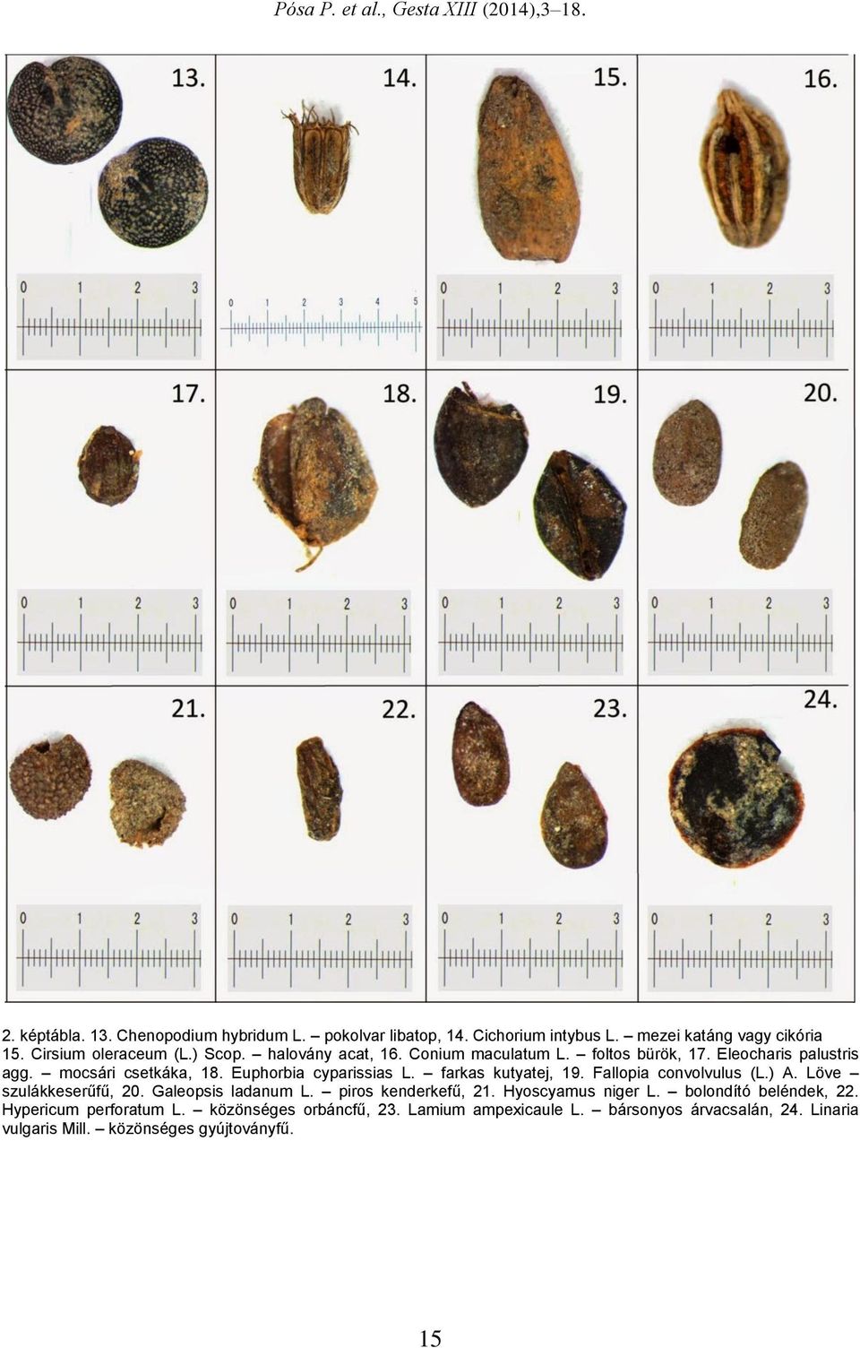 farkas kutyatej, 19. Fallopia convolvulus (L.) A. Löve szulákkeserűfű, 20. Galeopsis ladanum L. piros kenderkefű, 21. Hyoscyamus niger L.