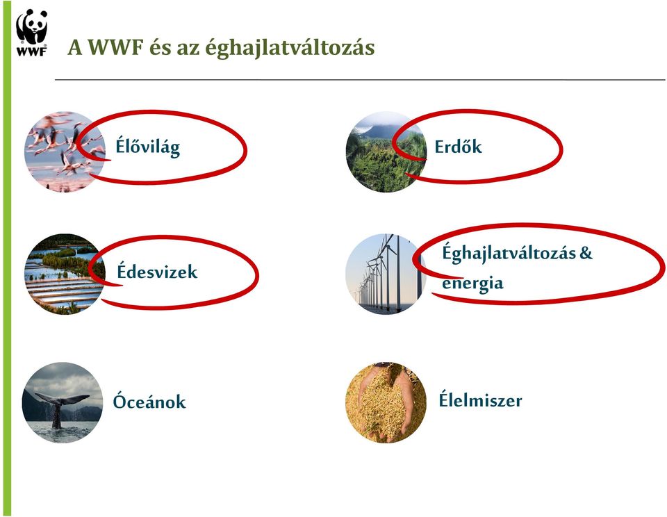 Élővilág Erdők Édesvizek