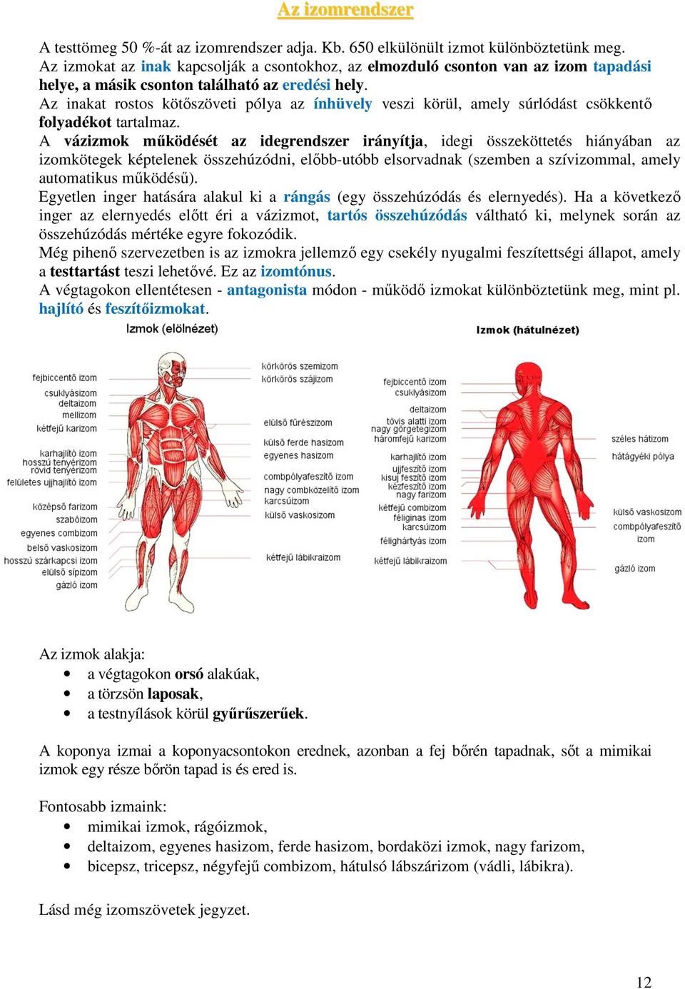 Az inakat rostos kötőszöveti pólya az ínhüvely veszi körül, amely súrlódást csökkentő folyadékot tartalmaz.