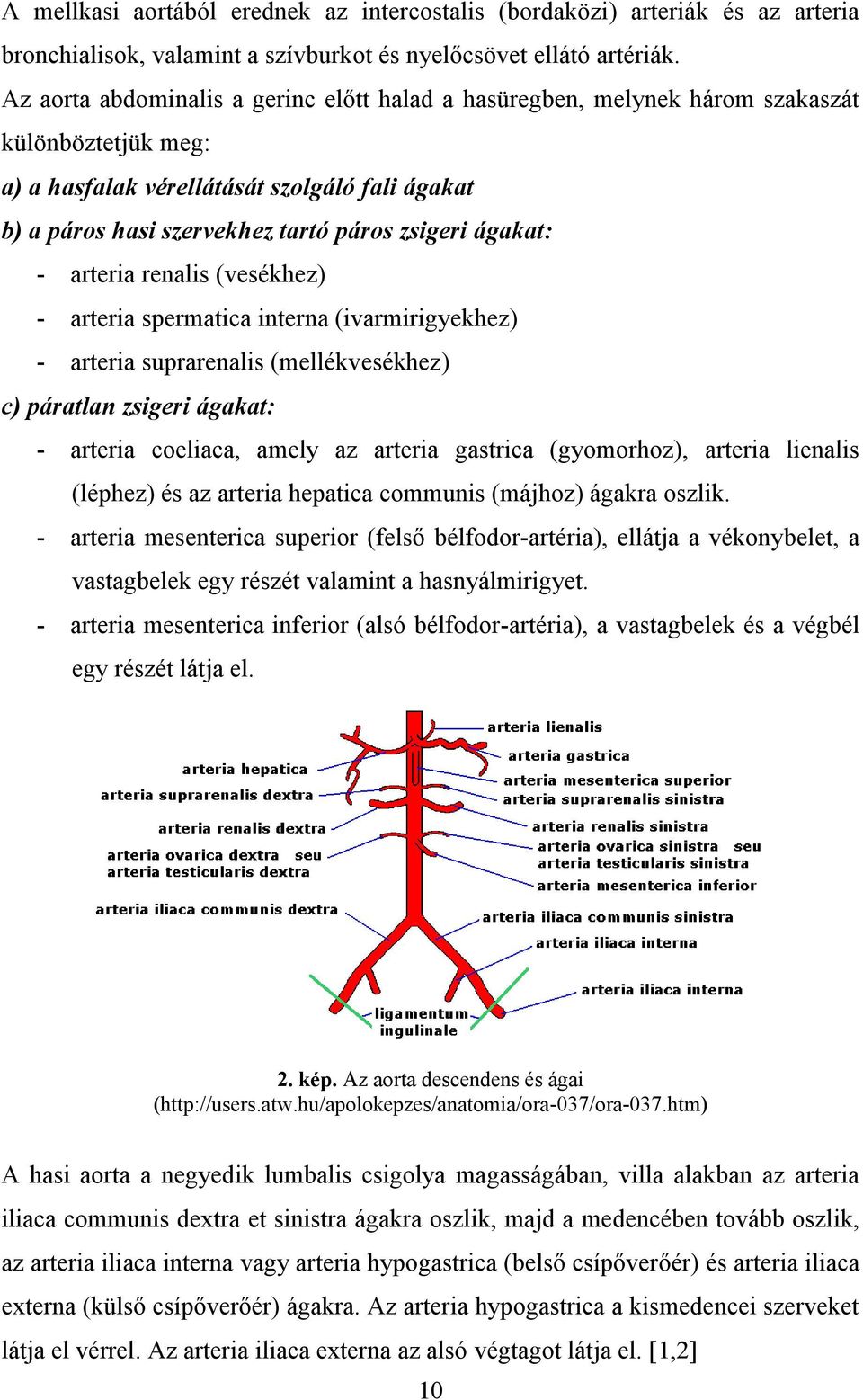 ágakat: - arteria renalis (vesékhez) - arteria spermatica interna (ivarmirigyekhez) - arteria suprarenalis (mellékvesékhez) c) páratlan zsigeri ágakat: - arteria coeliaca, amely az arteria gastrica