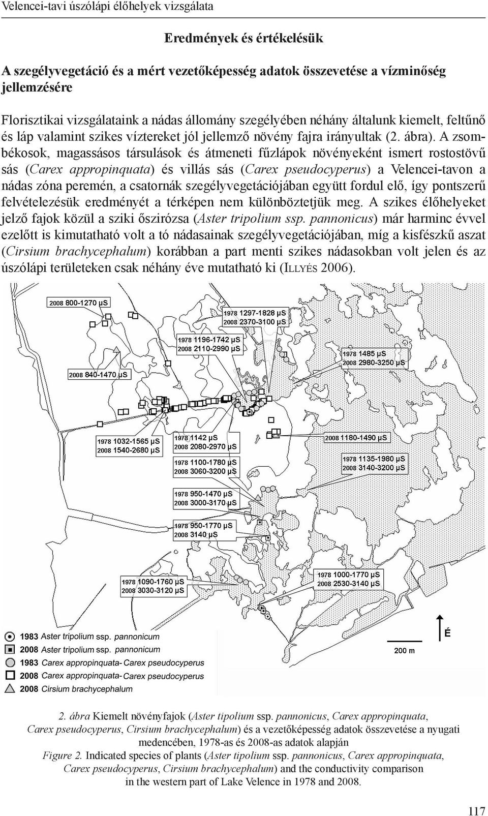 A zsombékosok, magassásos társulások és átmeneti fűzlápok növényeként ismert rostostövű sás (Carex appropinquata) és villás sás (Carex pseudocyperus) a Velencei-tavon a nádas zóna peremén, a