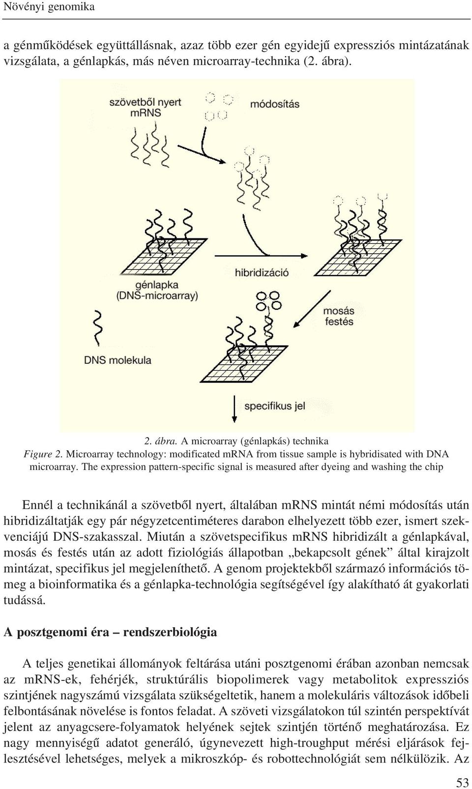 The expression pattern-specific signal is measured after dyeing and washing the chip Ennél a technikánál a szövetbõl nyert, általában mrns mintát némi módosítás után hibridizáltatják egy pár