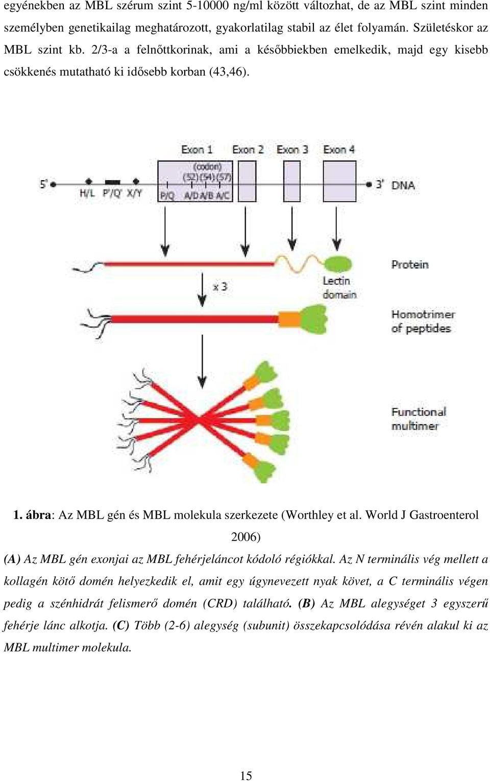 World J Gastroenterol 2006) (A) Az MBL gén exonjai az MBL fehérjeláncot kódoló régiókkal.