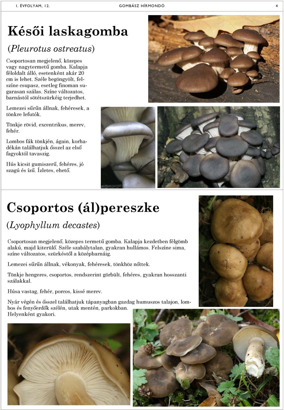 Tönkje rövid, excentrikus, merev, fehér. Lombos fák tönkjén, ágain, korhadékán találhatjuk ősszel az első fagyoktól tavaszig. Hús kicsit gumiszerű, fehéres, jó szagú és ízű. Ízletes, ehető.