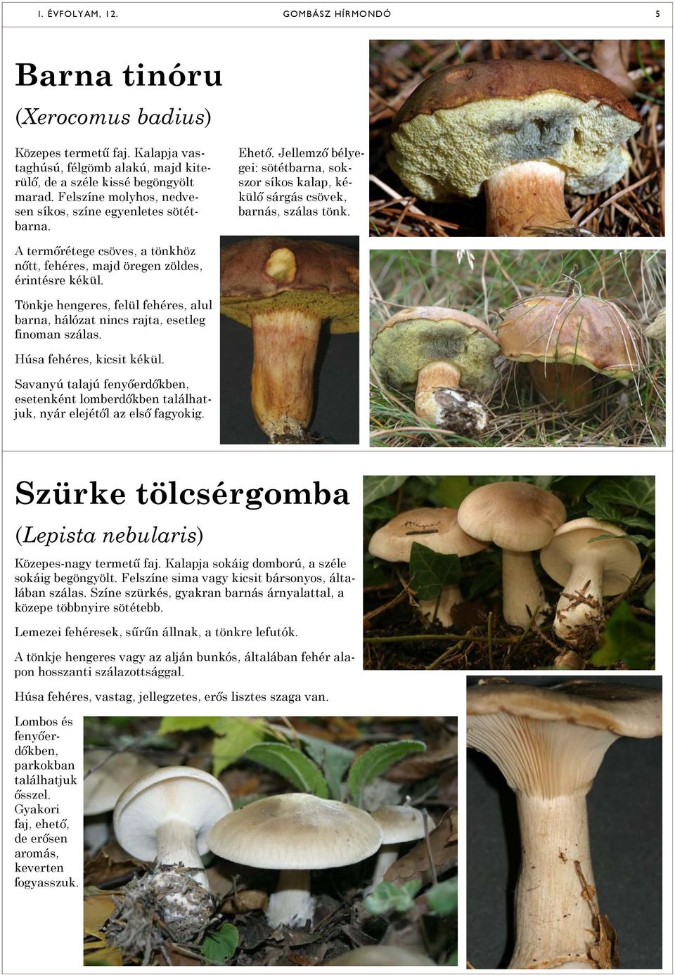 Tönkje hengeres, felül fehéres, alul barna, hálózat nincs rajta, esetleg finoman szálas. Húsa fehéres, kicsit kékül.