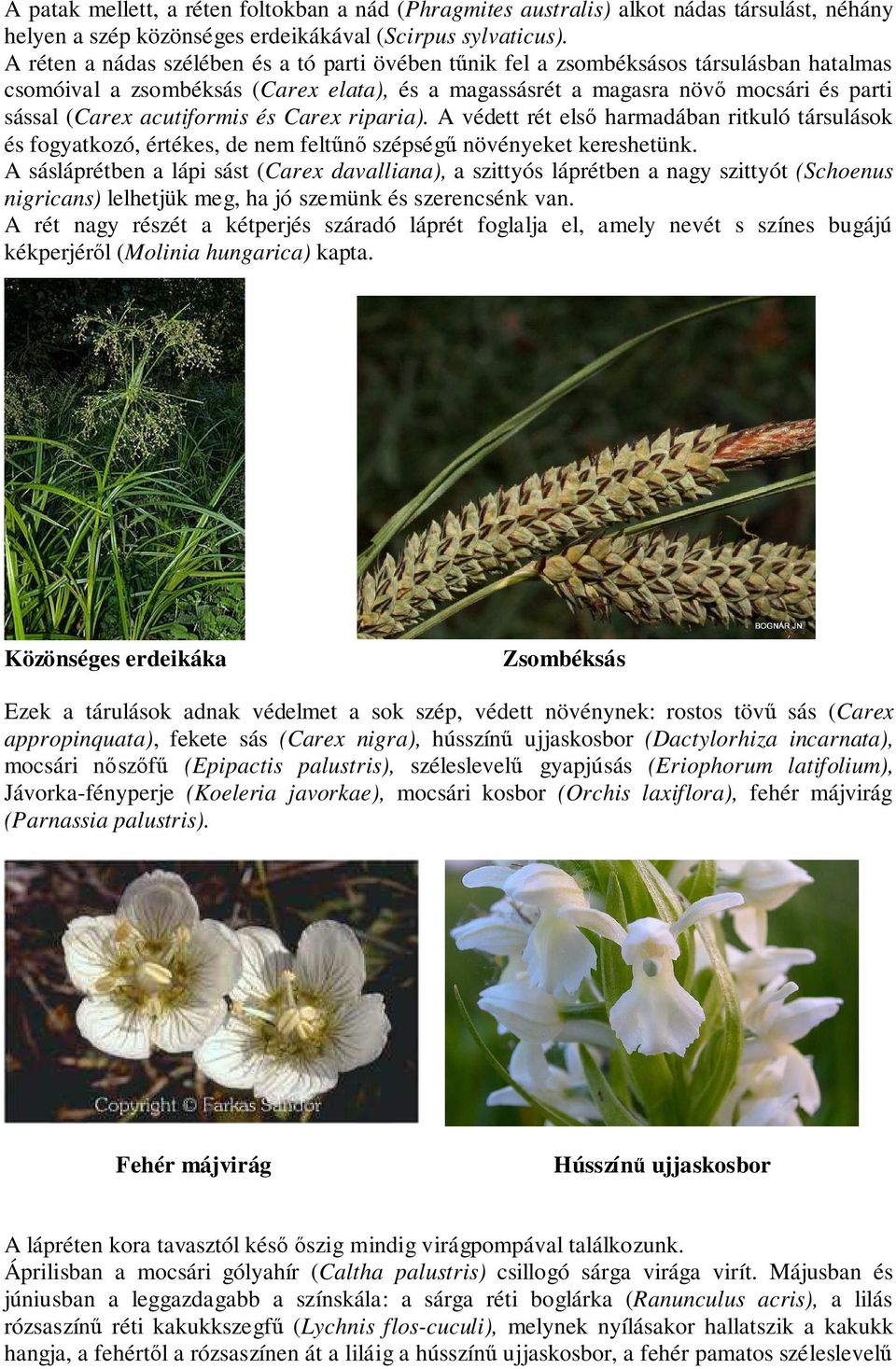 acutiformis és Carex riparia). A védett rét első harmadában ritkuló társulások és fogyatkozó, értékes, de nem feltűnő szépségű növényeket kereshetünk.