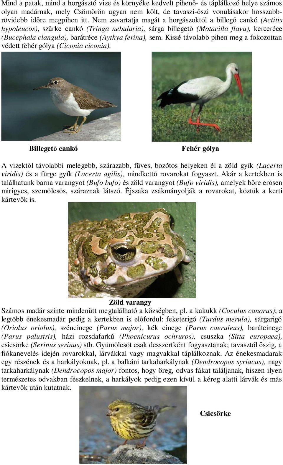 ferina), sem. Kissé távolabb pihen meg a fokozottan védett fehér gólya (Ciconia ciconia).