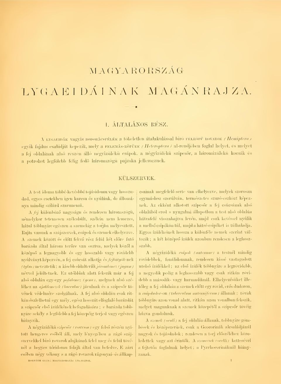 j olilaláiiak alsó részen álló negyizulekn csápok, a négyizülékü szipcsör, a háromizülékii kocsák és a potrohot legfölebb félig fed háromszög pajzska jellemeznek. KÜLSZEEVEK.