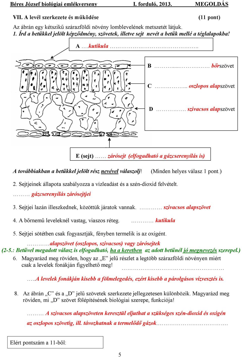szivacsos alapszövet E (sejt) zárósejt (elfogadható a gázcserenyílás is) A továbbiakban a betűkkel jelölt rész nevével válaszolj! (Minden helyes válasz 1 pont.) 2.