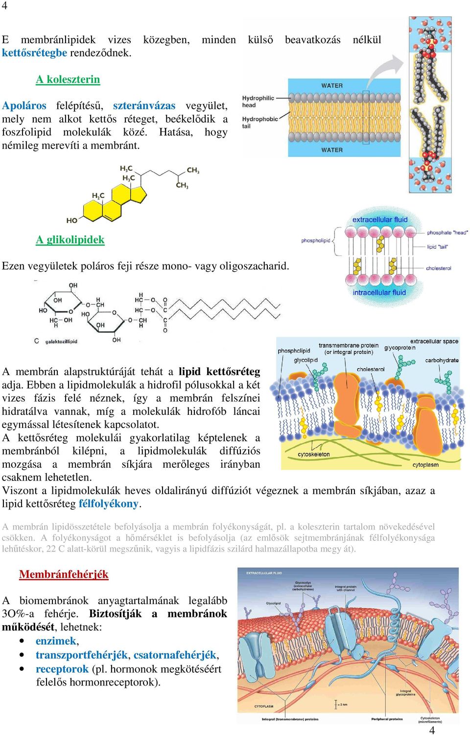 A glikolipidek Ezen vegyületek poláros feji része mono- vagy oligoszacharid. A membrán alapstruktúráját tehát a lipid kettősréteg adja.