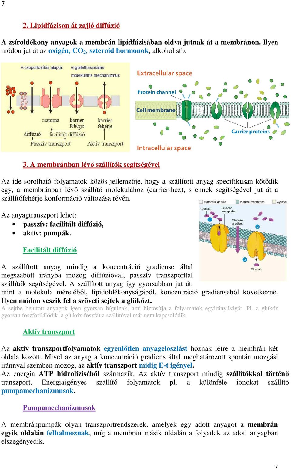 segítségével jut át a szállítófehérje konformáció változása révén. Az anyagtranszport lehet: passzív: facilitált diffúzió, aktív: pumpák.