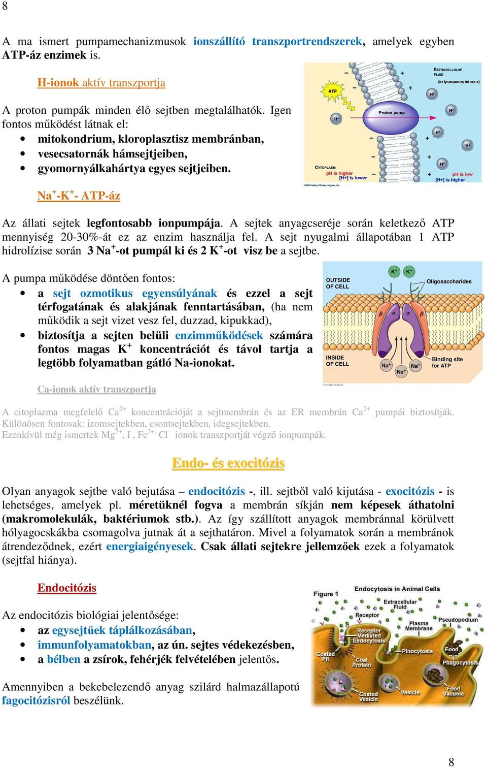 A sejtek anyagcseréje során keletkező ATP mennyiség 20-30%-át ez az enzim használja fel. A sejt nyugalmi állapotában 1 ATP hidrolízise során 3 Na + -ot pumpál ki és 2 K + -ot visz be a sejtbe.