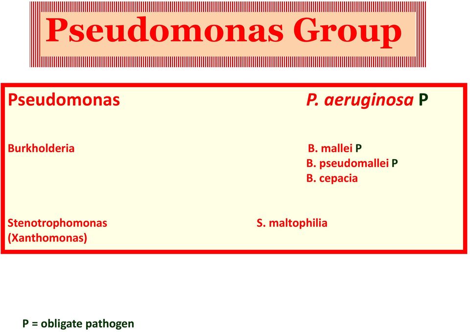 pseudomallei P B.