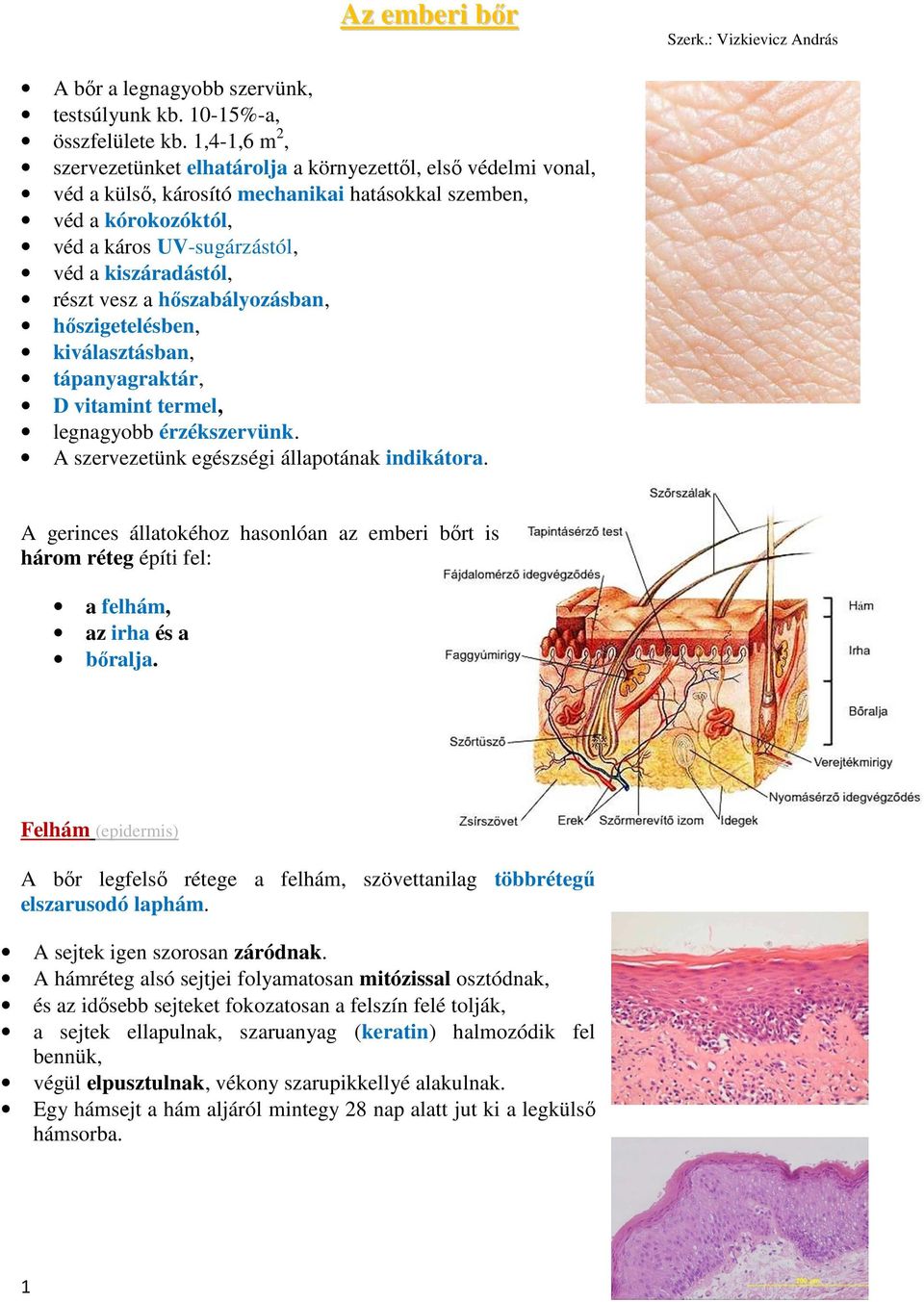 részt vesz a hőszabályozásban, hőszigetelésben, kiválasztásban, tápanyagraktár, D vitamint termel, legnagyobb érzékszervünk. A szervezetünk egészségi állapotának indikátora.