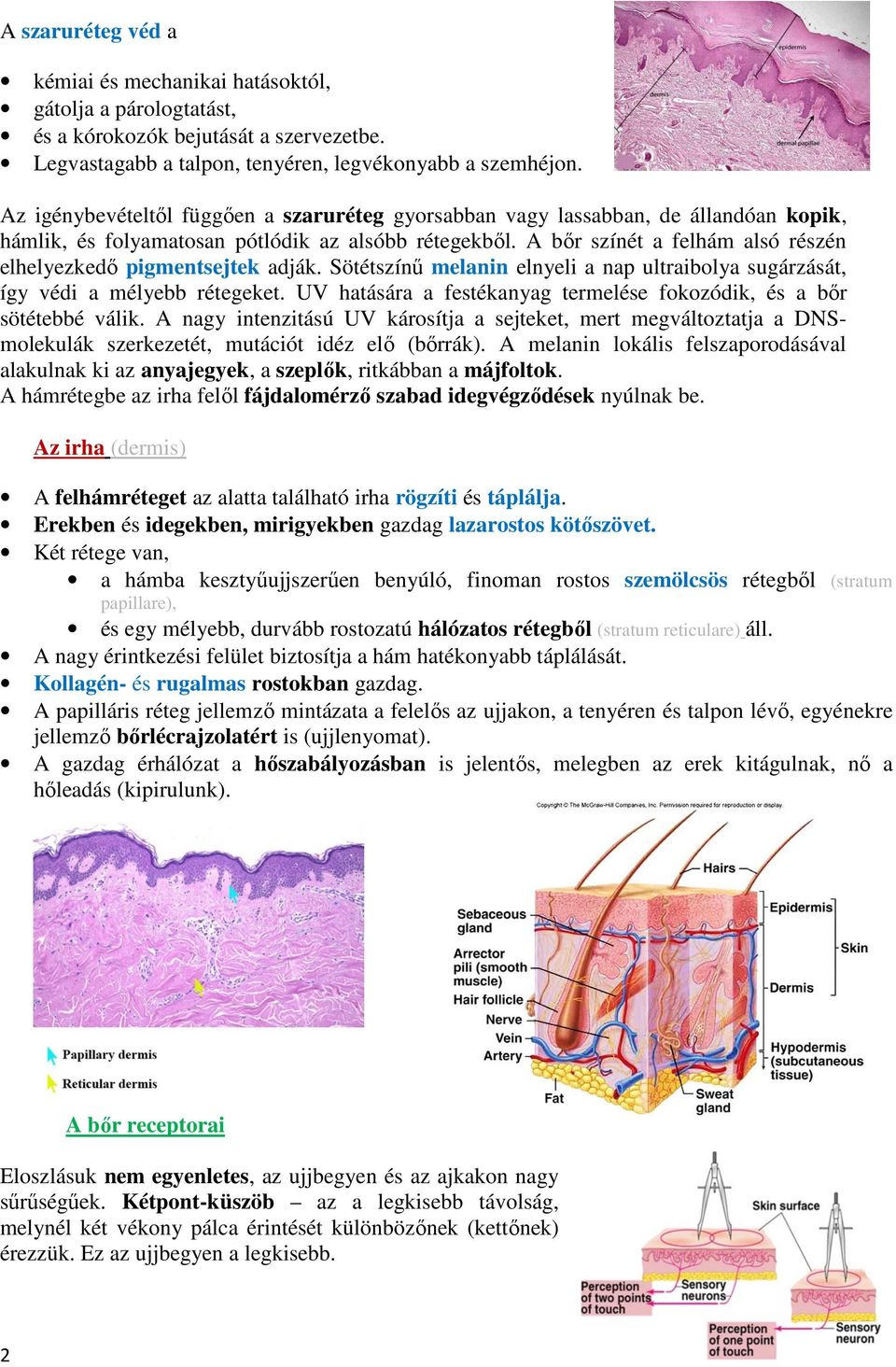 A bőr színét a felhám alsó részén elhelyezkedő pigmentsejtek adják. Sötétszínű melanin elnyeli a nap ultraibolya sugárzását, így védi a mélyebb rétegeket.