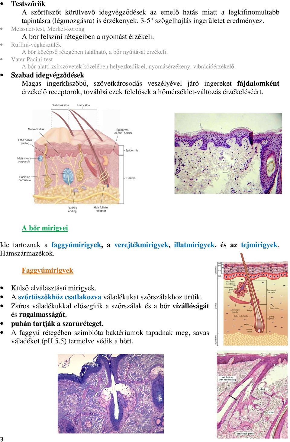 A gerinces állatokéhoz hasonlóan az emberi bőrt is három réteg építi fel: a  felhám, az irha és a bőralja. Felhám (epidermis) - PDF Ingyenes letöltés